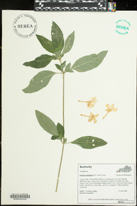 Ruellia caroliniensis image