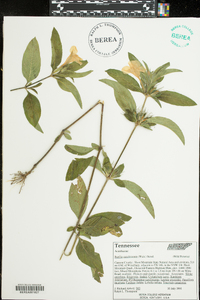 Ruellia caroliniensis image