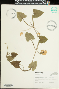 Thunbergia gregorii image