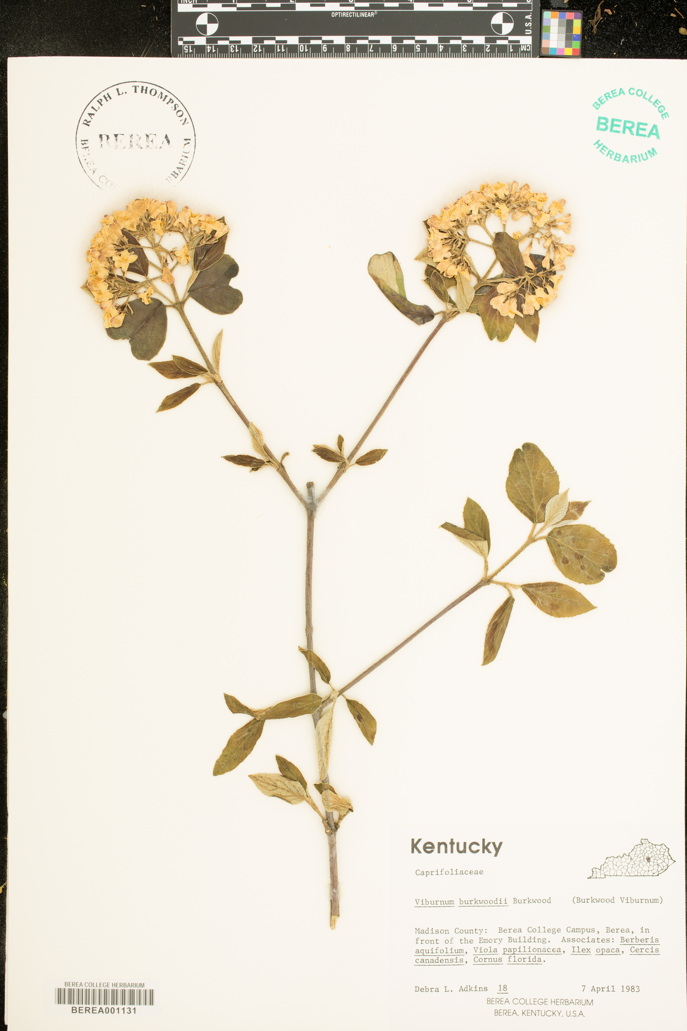 Viburnum x burkwoodii image