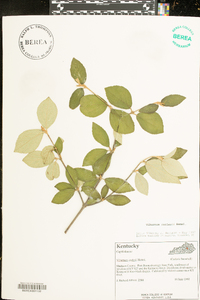 Viburnum x burkwoodii image