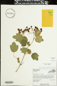 Viburnum opulus image