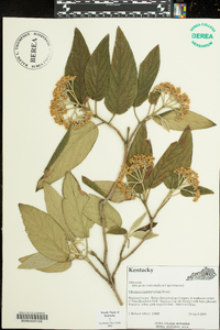 Viburnum rhytidophyllum image