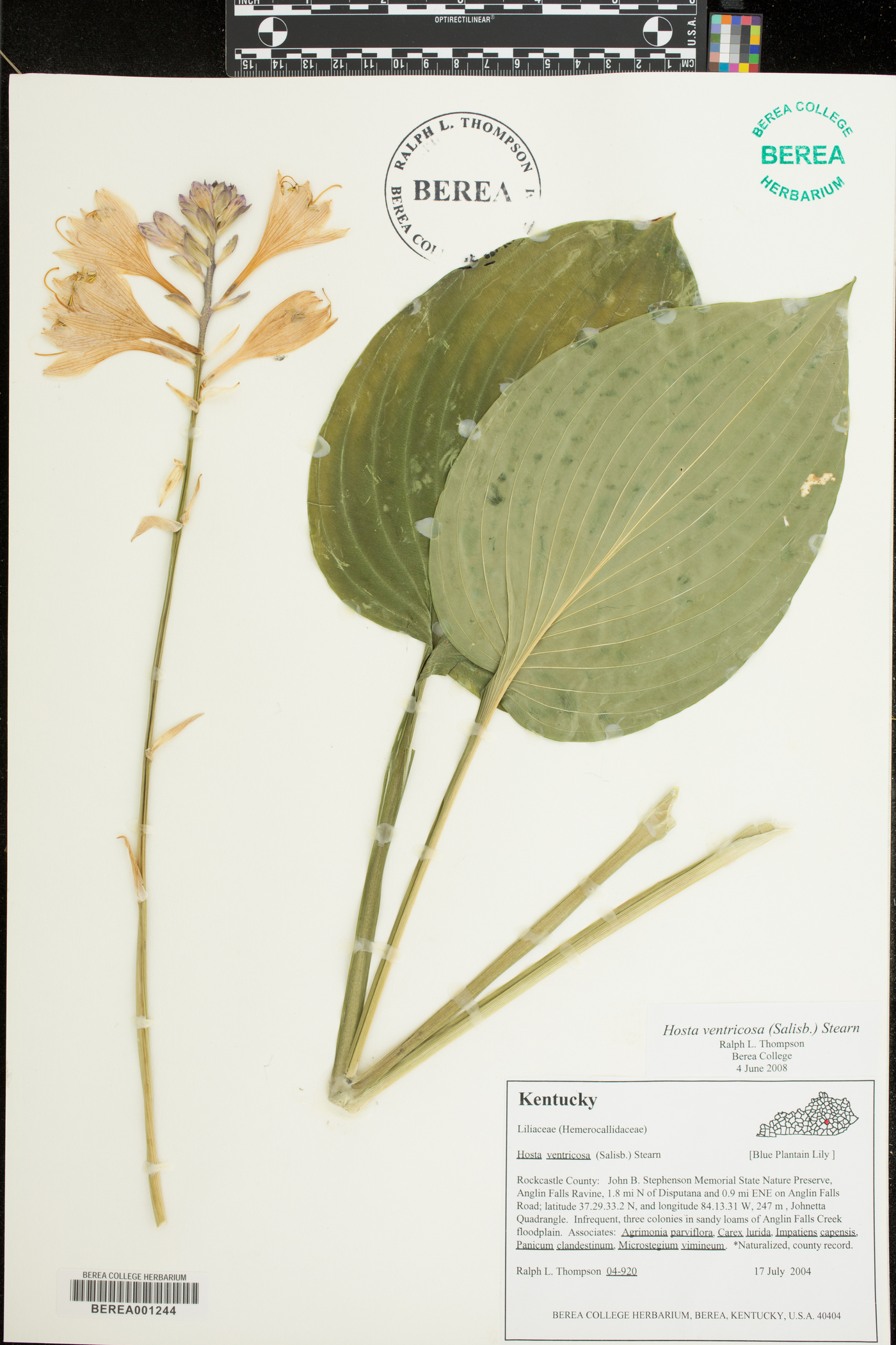 Hosta undulata image