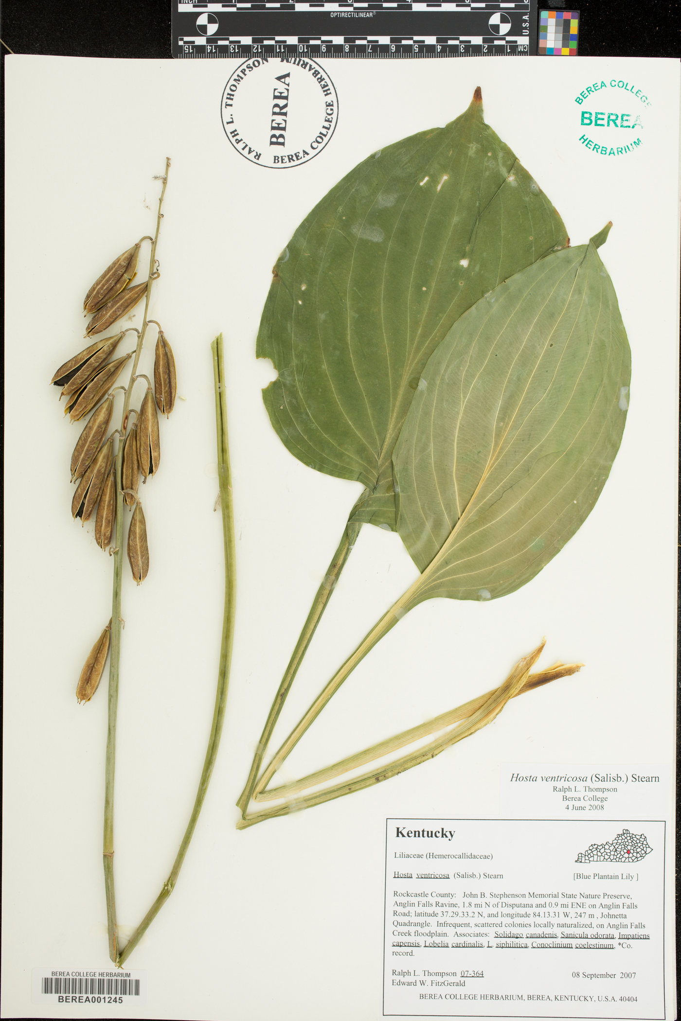 Hosta undulata image