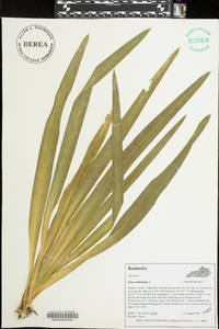 Yucca filamentosa image