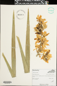 Yucca filamentosa image