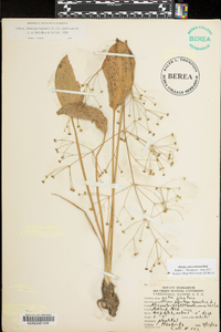 Alisma plantago-aquatica image