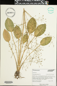 Alisma subcordatum image