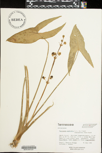 Sagittaria australis image