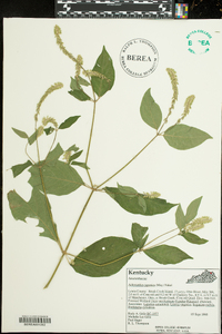 Achyranthes japonica image
