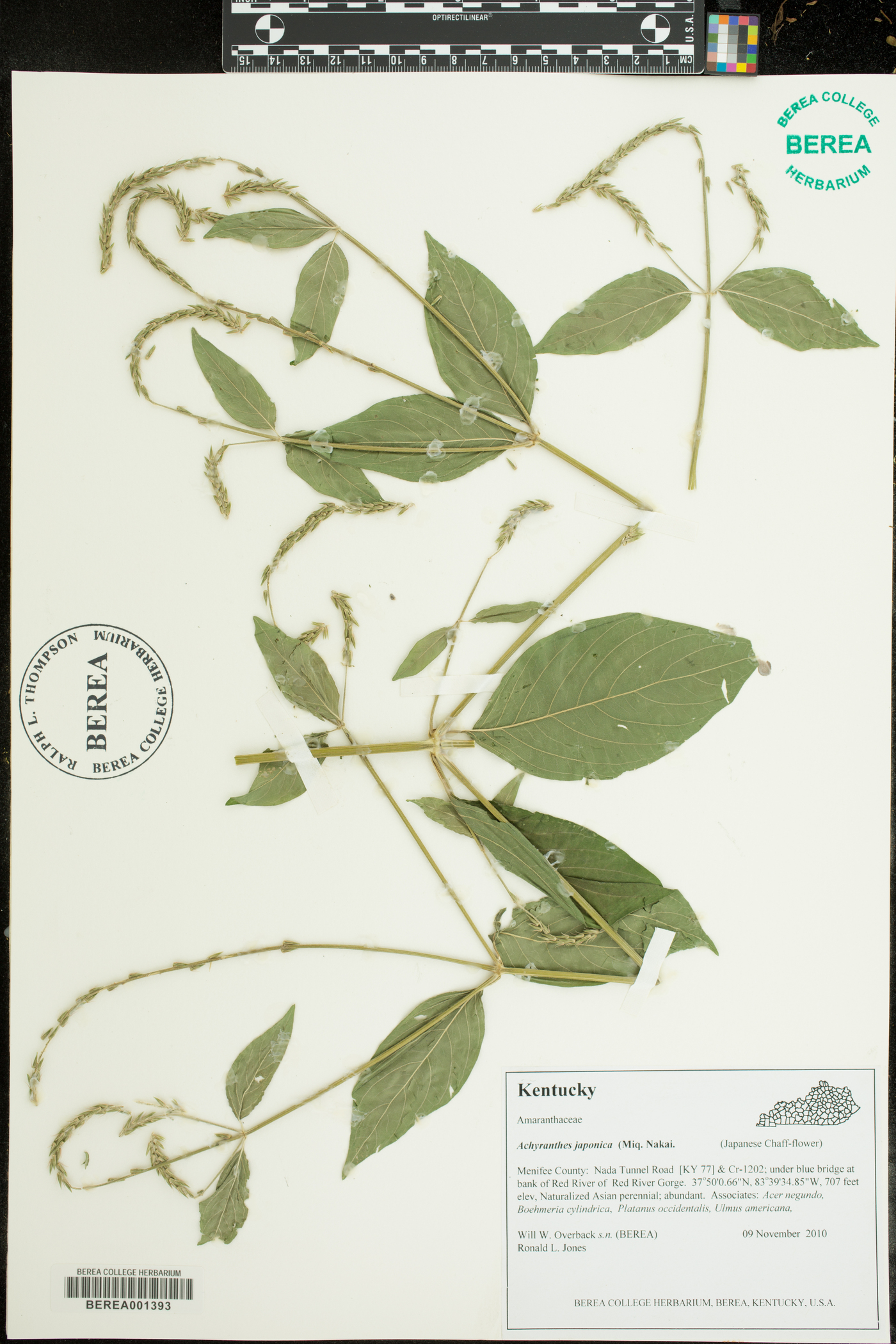 Achyranthes japonica var. hachijoensis image