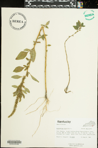 Amaranthus hybridus image