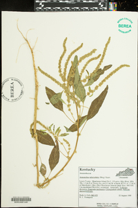 Amaranthus tuberculatus image