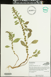 Amaranthus tuberculatus image