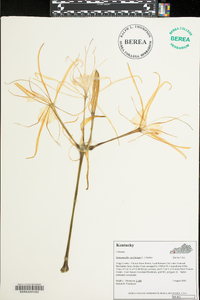 Hymenocallis coronaria image