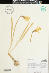 Narcissus pseudonarcissus image