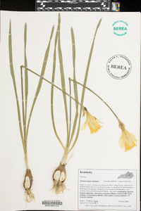 Narcissus pseudonarcissus image