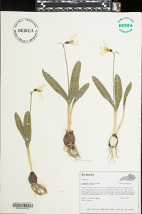 Galanthus elwesii image