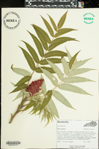 Rhus typhina image