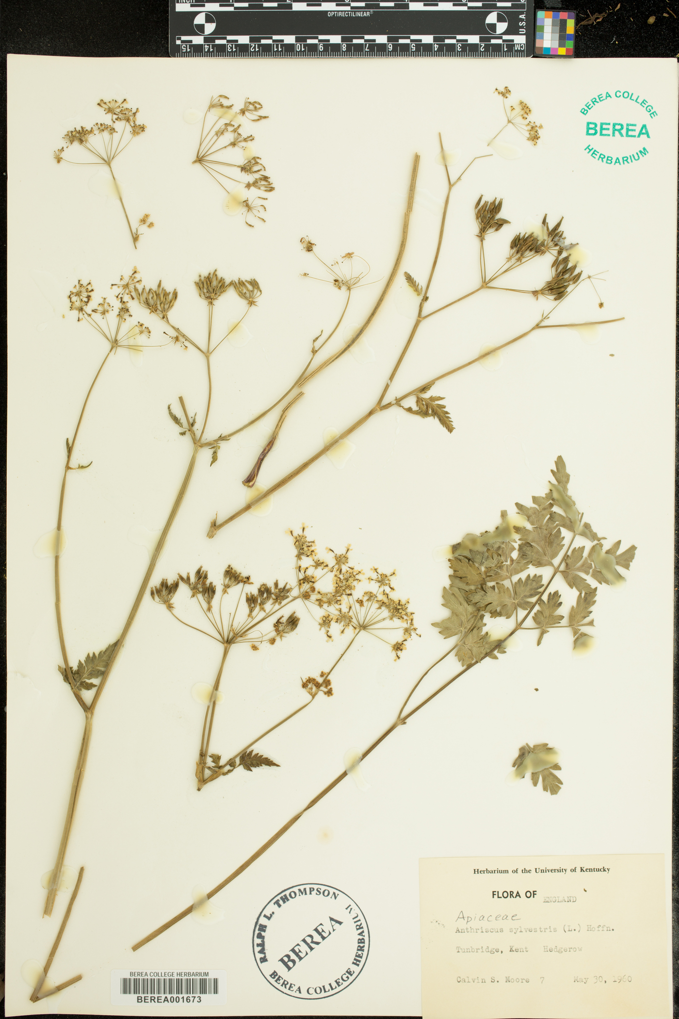 Anthriscus sylvestris image