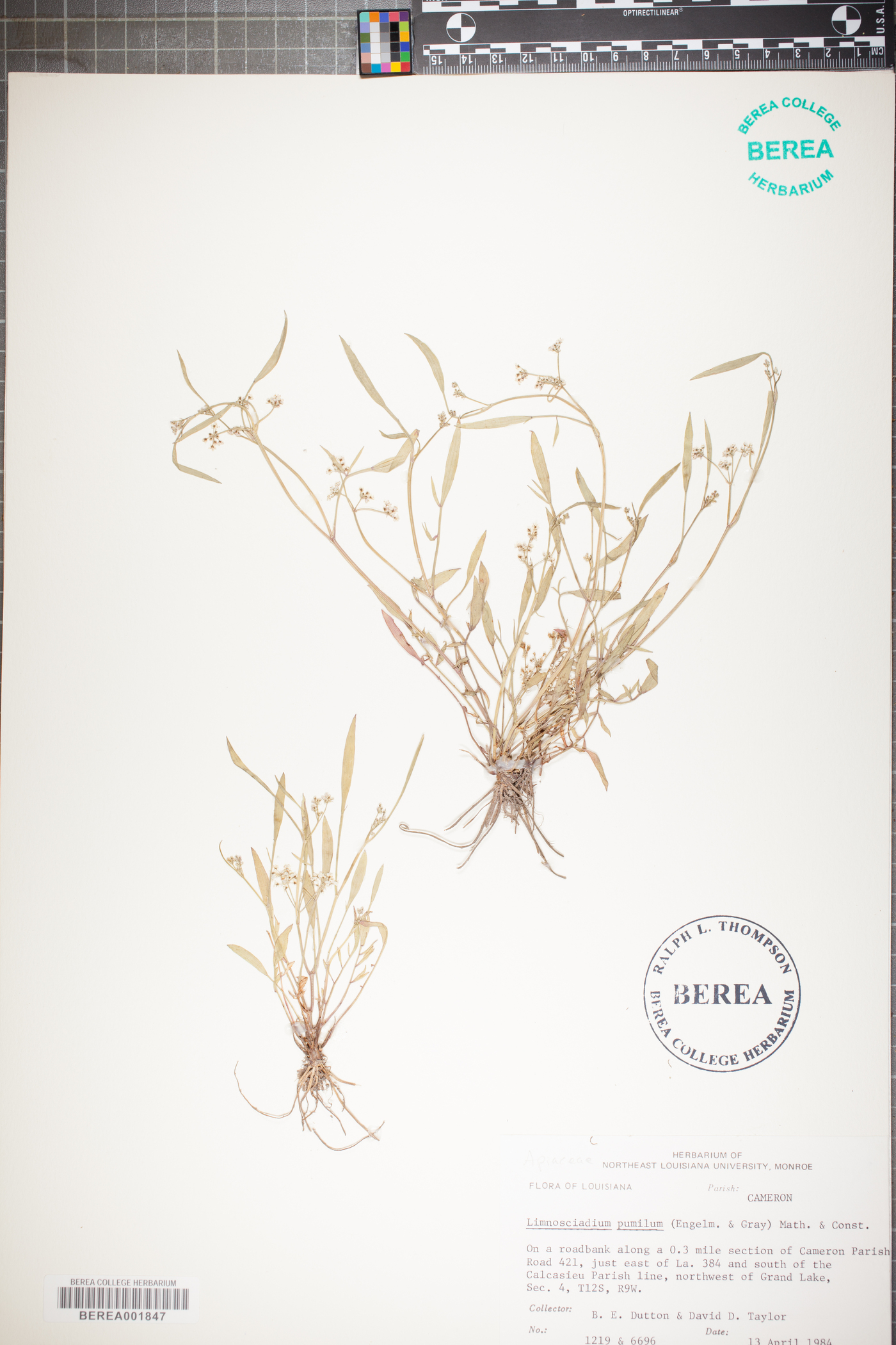 Limnosciadium pumilum image