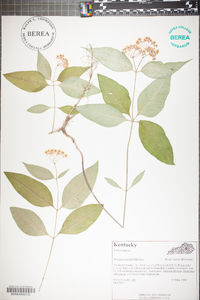 Asclepias quadrifolia image