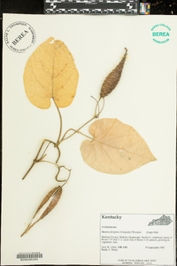 Matelea decipiens image