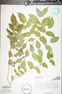 Aralia spinosa image