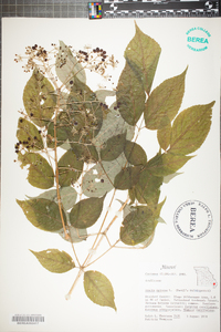 Aralia spinosa image