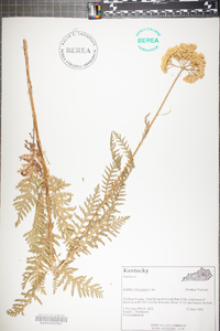 Achillea filipendulina image