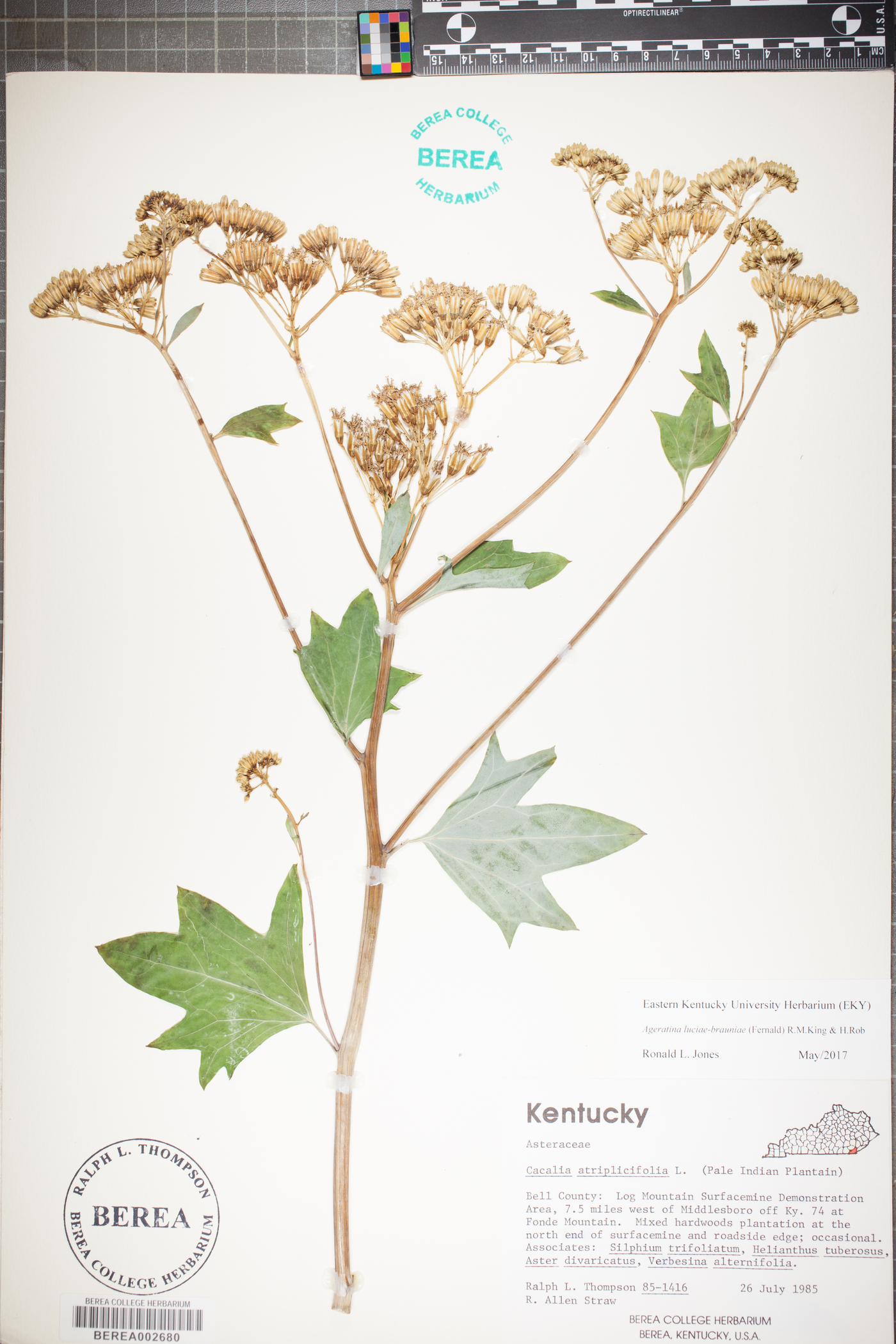 Ageratina luciae-brauniae image