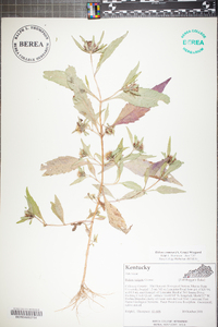 Bidens tripartita image