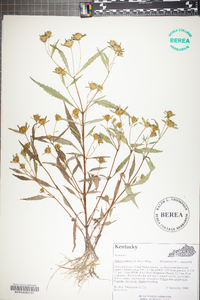 Bidens tripartita image