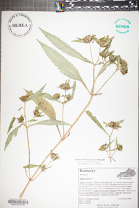 Bidens tripartita image