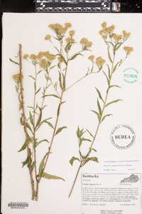 Brickellia eupatorioides image