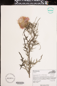 Cirsium discolor image