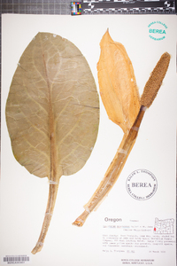 Lemna minor image