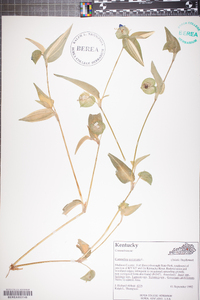 Commelina communis image