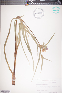 Tradescantia ohiensis image