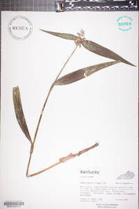 Tradescantia subaspera image