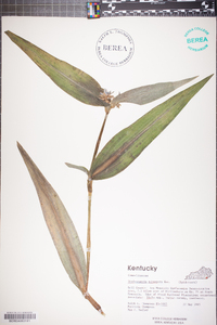 Tradescantia subaspera image