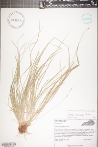 Carex bromoides image