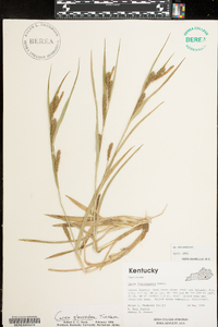 Carex glaucodea image