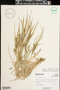 Carex glaucodea image