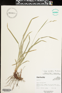 Carex hirtifolia image