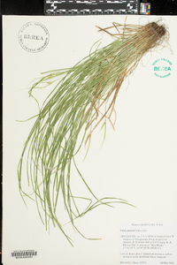 Carex jamesii image