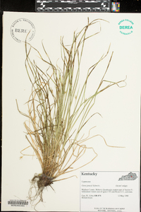 Carex jamesii image