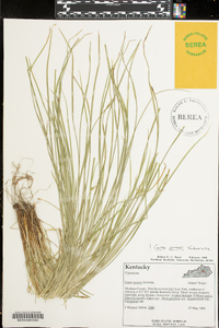 Carex jamesii image