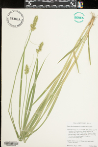 Carex laevivaginata image